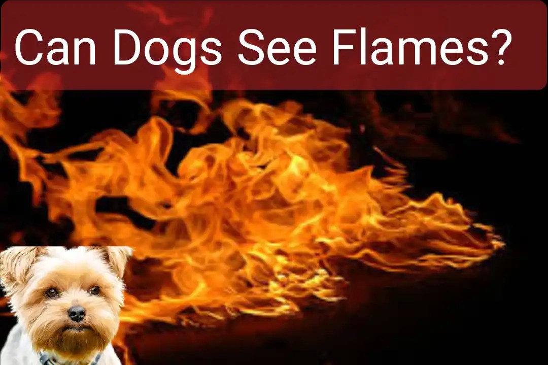 Can Dogs See Flames? Can Dogs See Candle Flames? PokyDogs