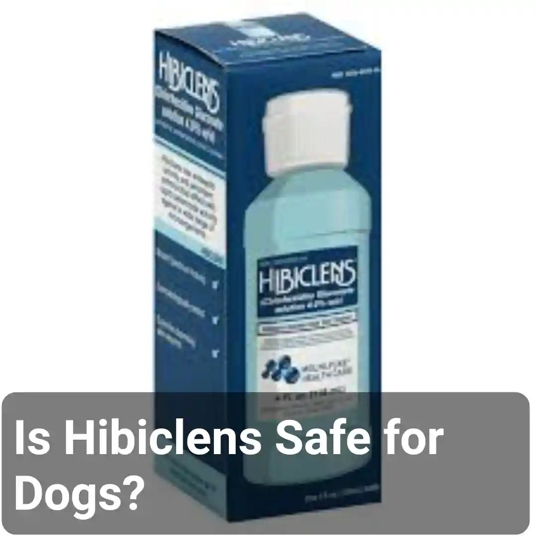 Is Hibiclens Safe for Dogs? PokyDogs