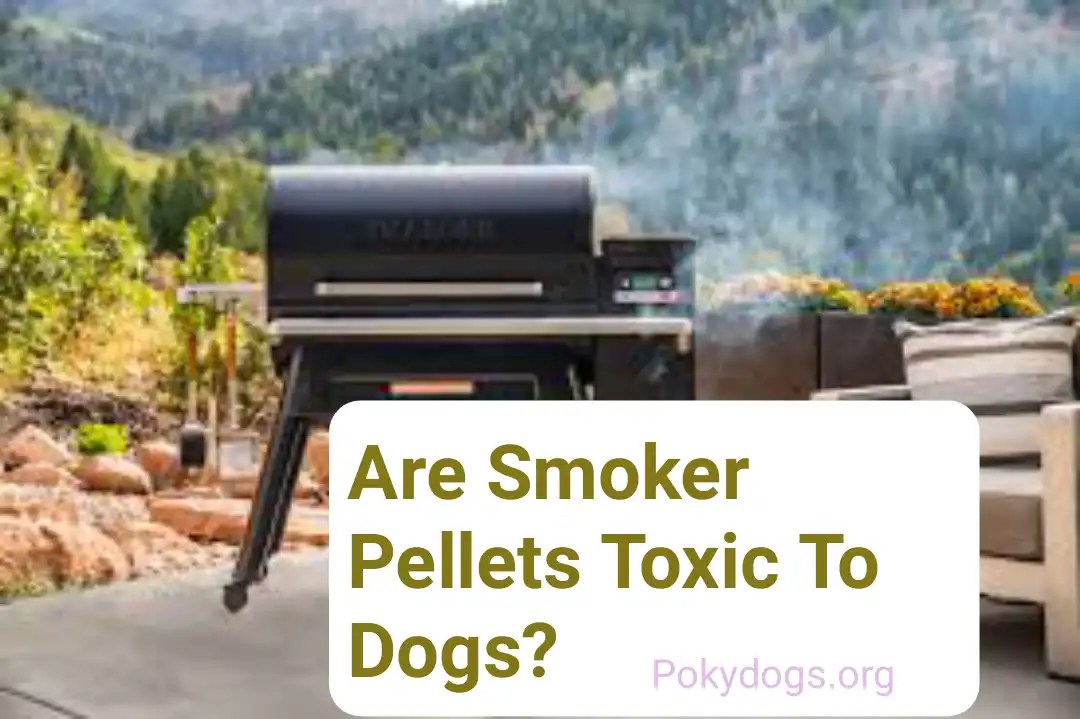 My Dog Ate Smoker Pellets Are Smoker Pellets Toxic To Dogs? PokyDogs