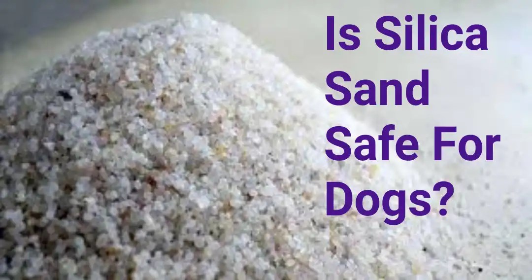 Is Silica Sand Safe For Dogs? PokyDogs