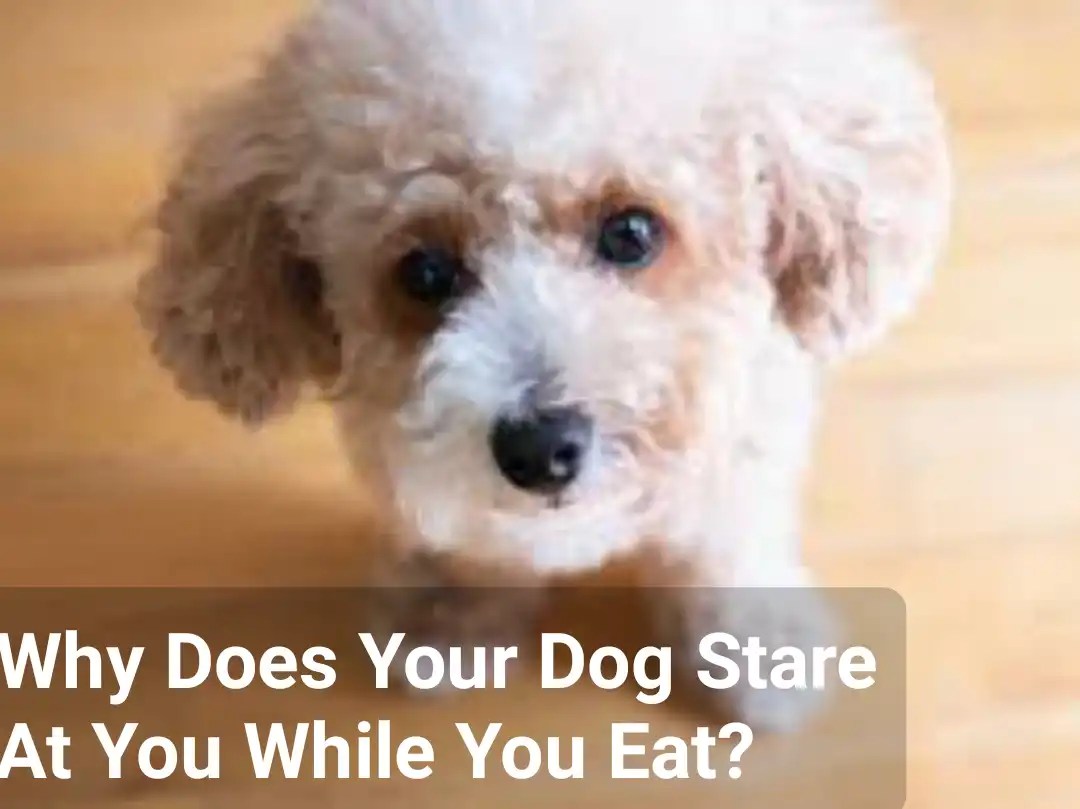 Understanding Why Your Dog Stares While You Eat