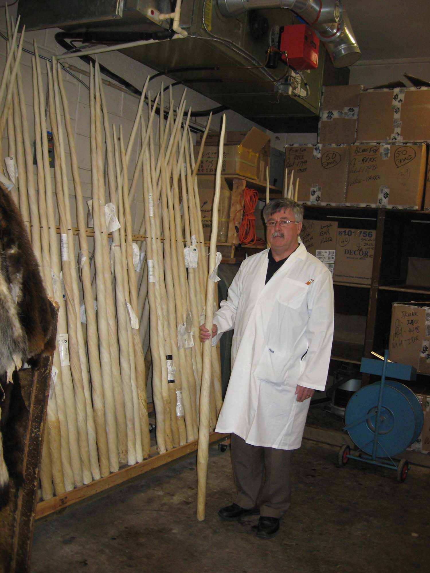 Narwhal Tusks, Narwhale Tusks