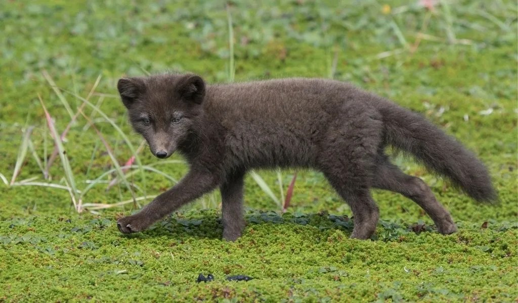 What is a Blue Arctic Fox? [Everything You Need to Know]