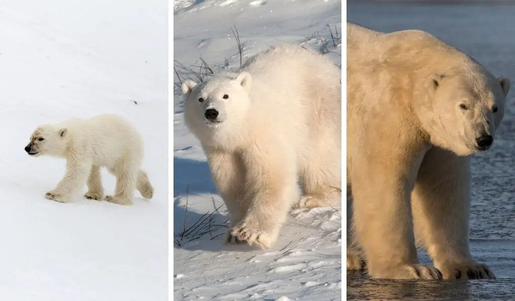 Polar Bear Lifecycle From Birth to Death Polar Guidebook