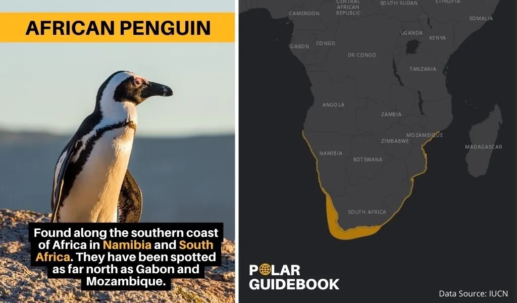 Where Do Penguins Live? [With Map] Polar Guidebook