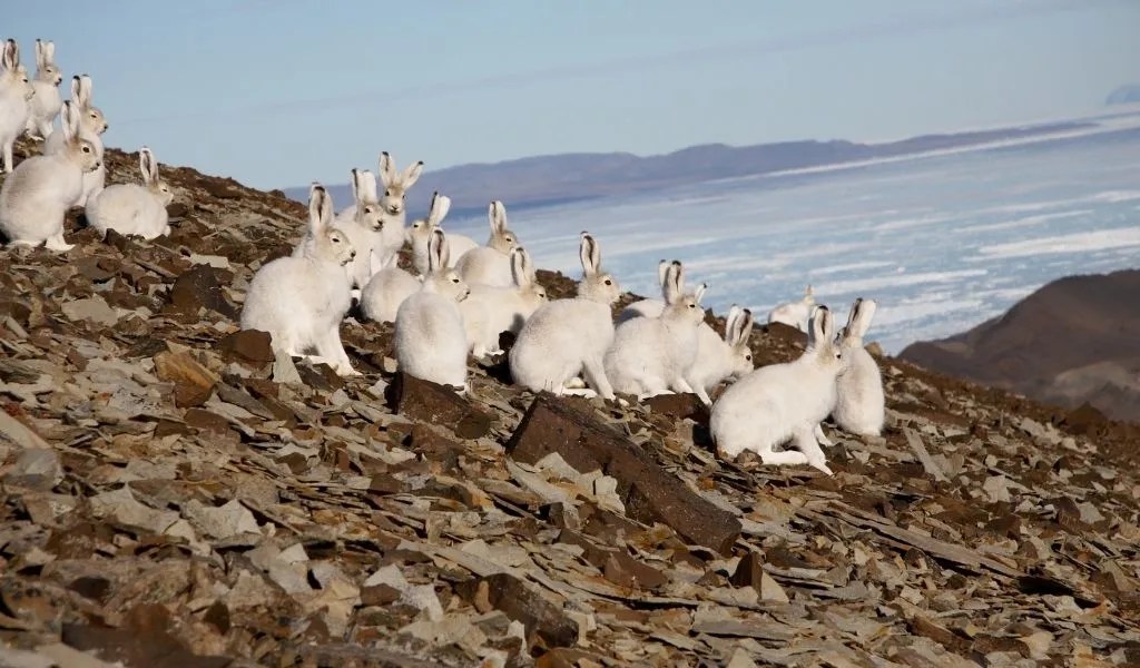 What Are the Predators of the Arctic Hare? Polar Guidebook