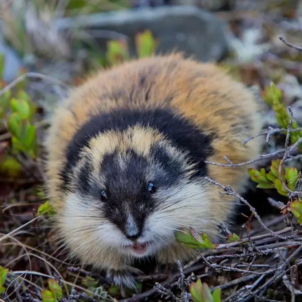 What Do Snowy Owls Eat? Are They Carnivores? Polar Guidebook
