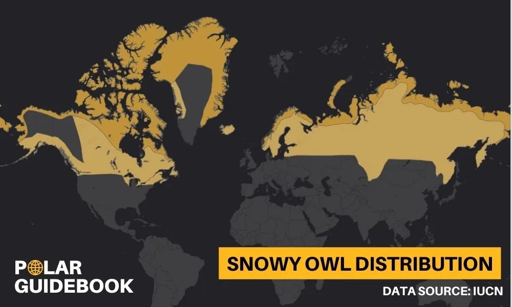 Where Do Snowy Owls Live? Polar Guidebook