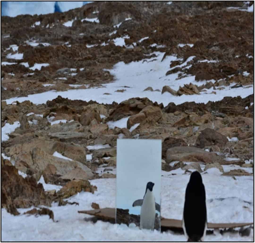 Do Adélie penguins pass the mirror test? Polarjournal