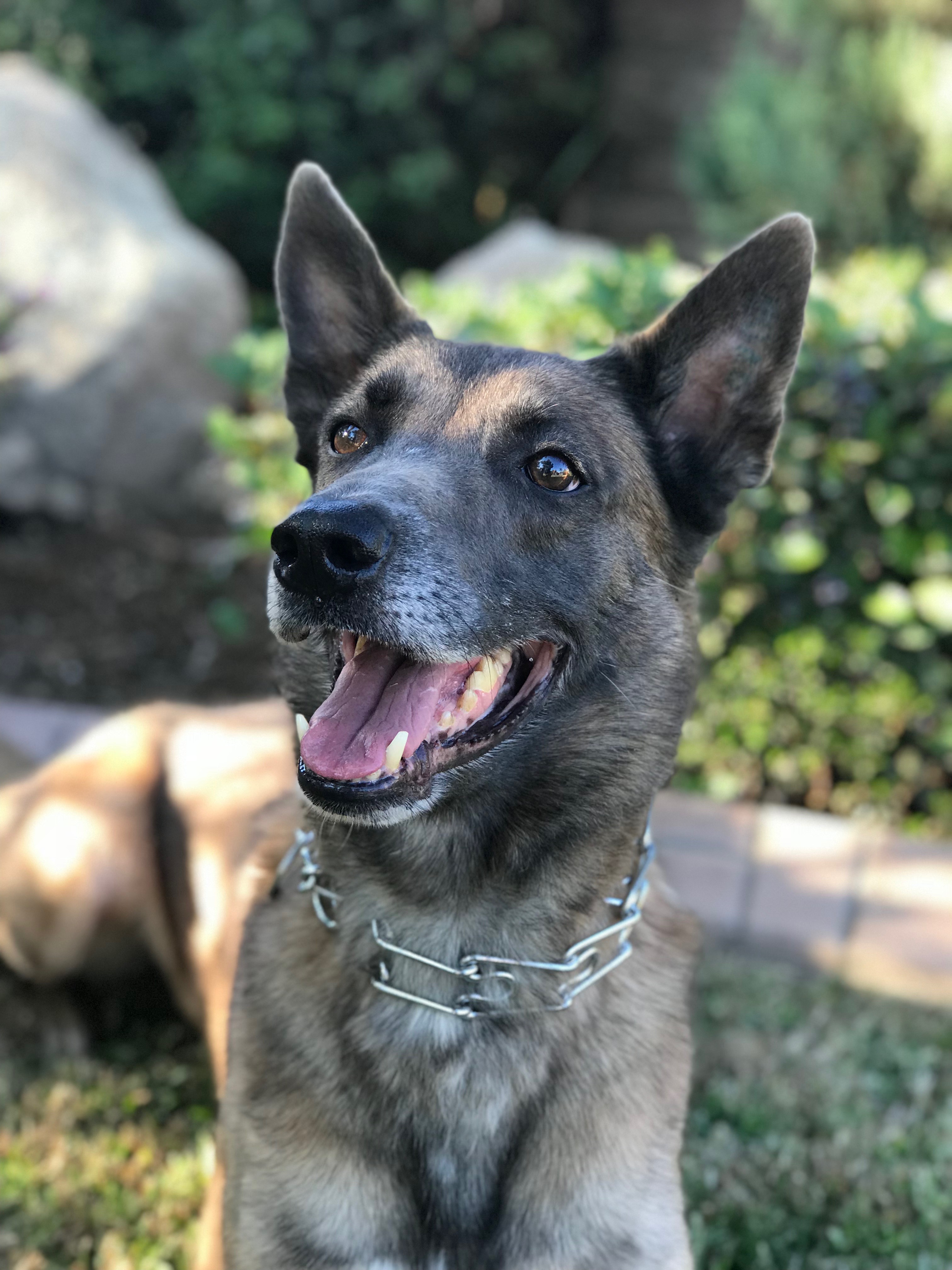 Articles Top Dog Training Center