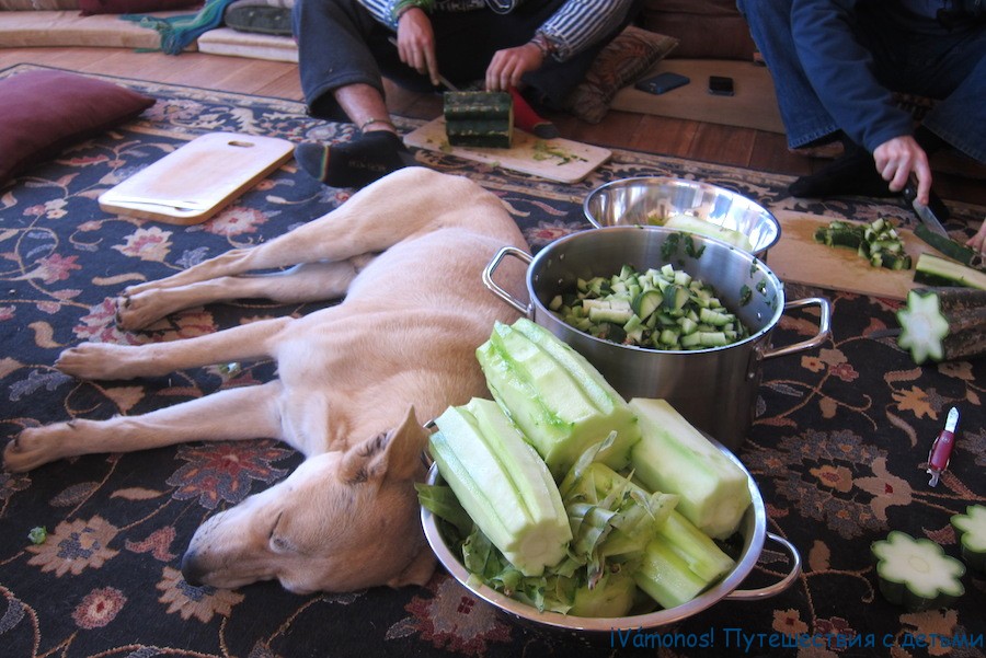 сан педро напиток приготовить. Смотреть фото сан педро напиток приготовить. Смотреть картинку сан педро напиток приготовить. Картинка про сан педро напиток приготовить. Фото сан педро напиток приготовить сан педро напиток приготовить. Смотреть фото сан педро напиток приготовить. Смотреть картинку сан педро напиток приготовить. Картинка про сан педро напиток приготовить. Фото сан педро напиток приготовить