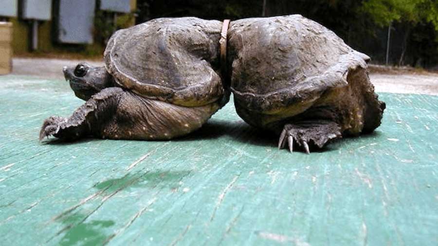 Help protect Australia's Wildlife Express. The AustralianPolish Magazine