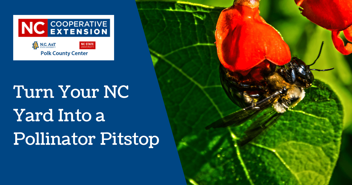 Turn Your NC Yard Into a Pollinator Pitstop N.C. Cooperative Extension