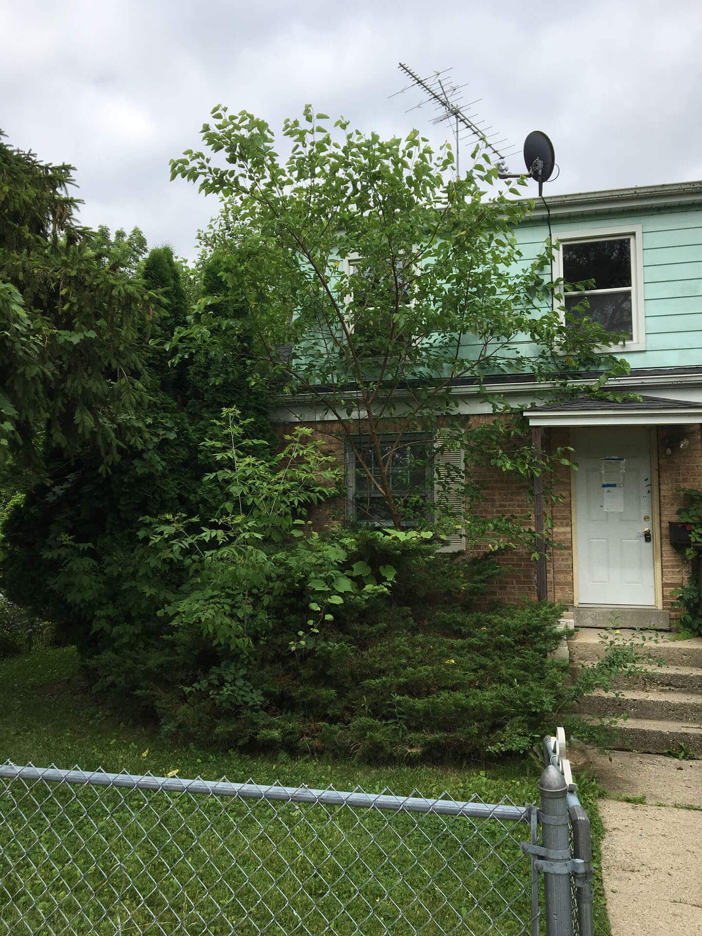 Professional Tree Care in Kenosha Pollard Tree Industries