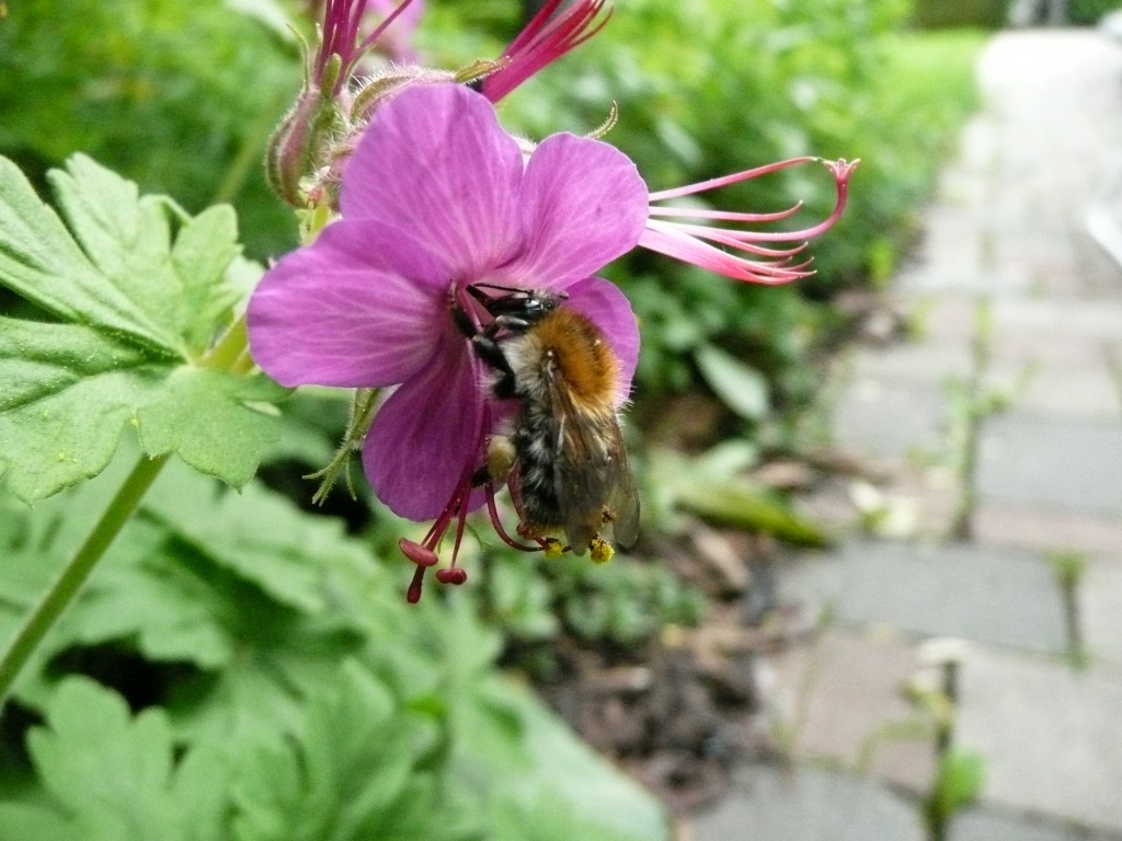 Hummelköniginnen in Suchstimmung Hummelforum