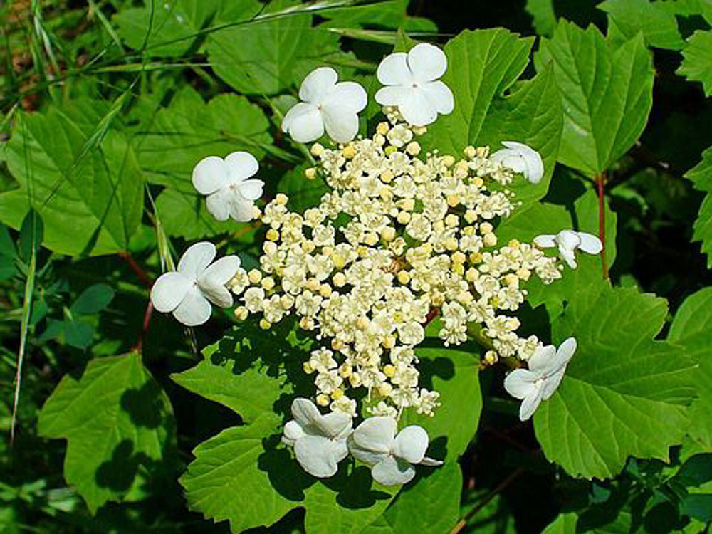 Viburnum opulus