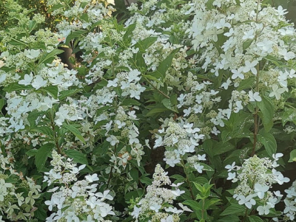 Hydrangea Paniculata Confetti