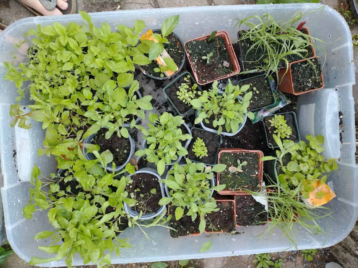 Winter sowing our own native plants