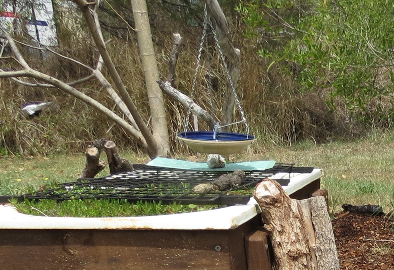 Hanging Bird Bath Bunnings PNG