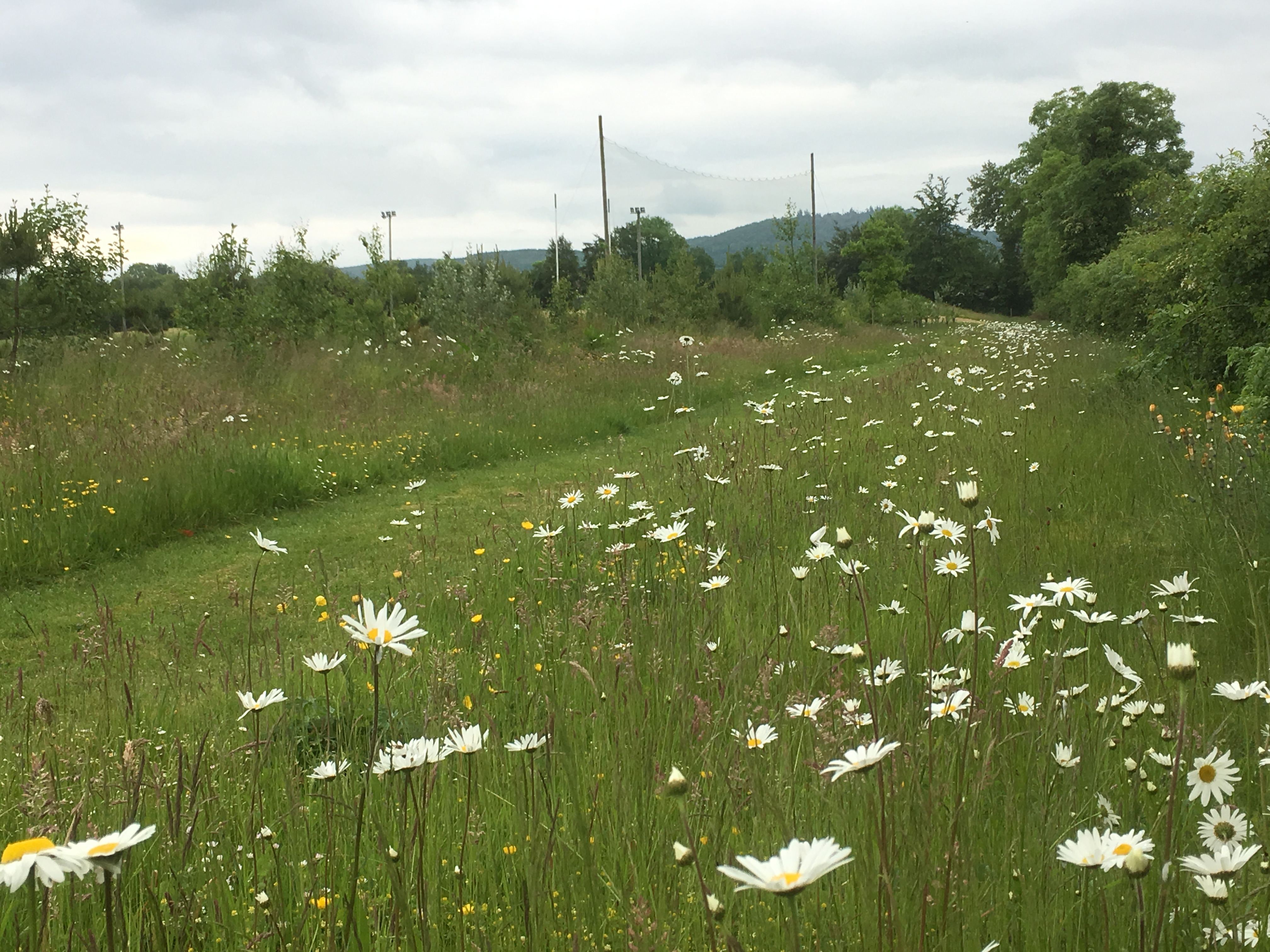 Practical advice on managing wildflower meadows » AllIreland