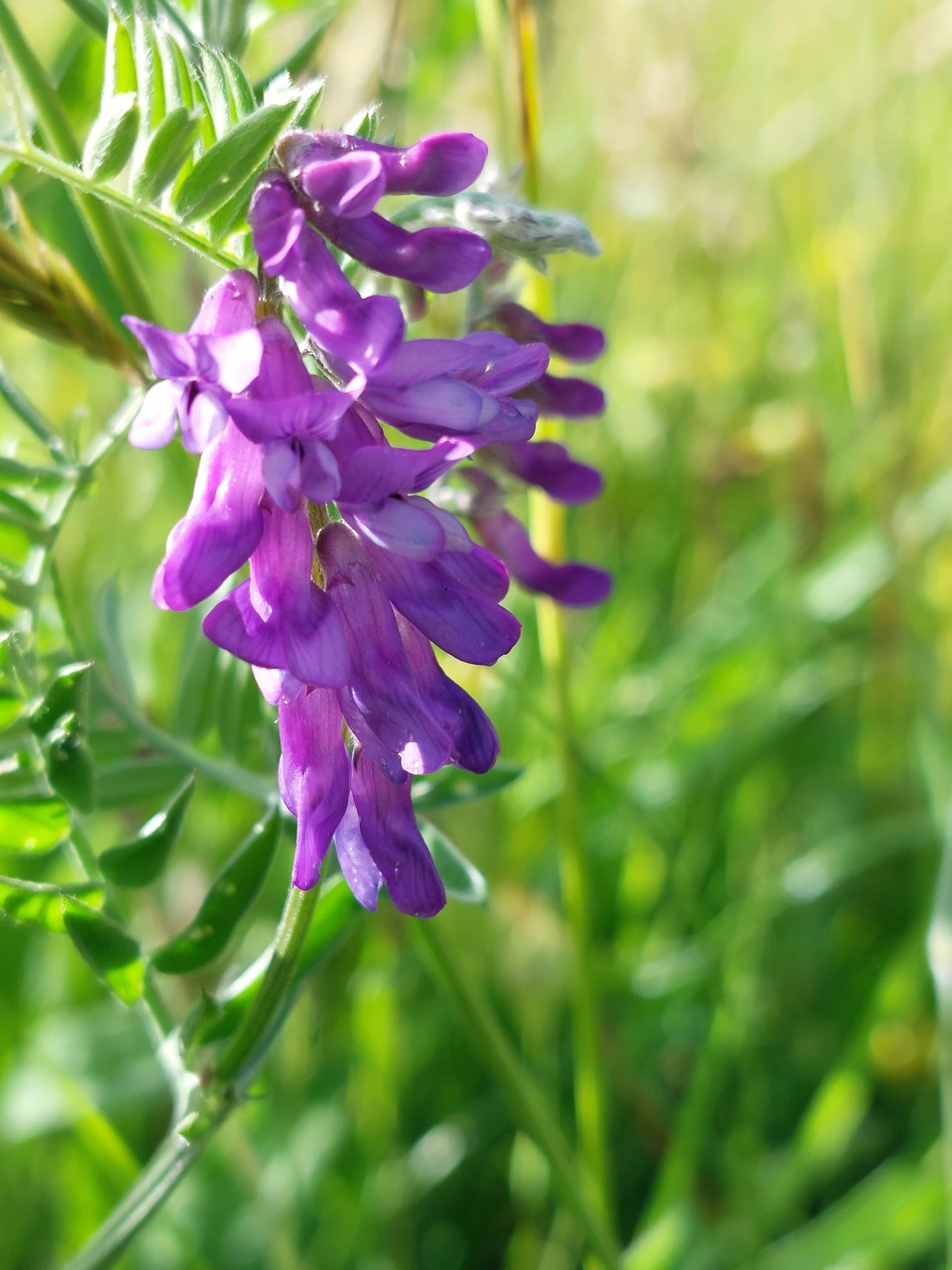 Collecting native Irish wildflower seeds » AllIreland Pollinator Plan
