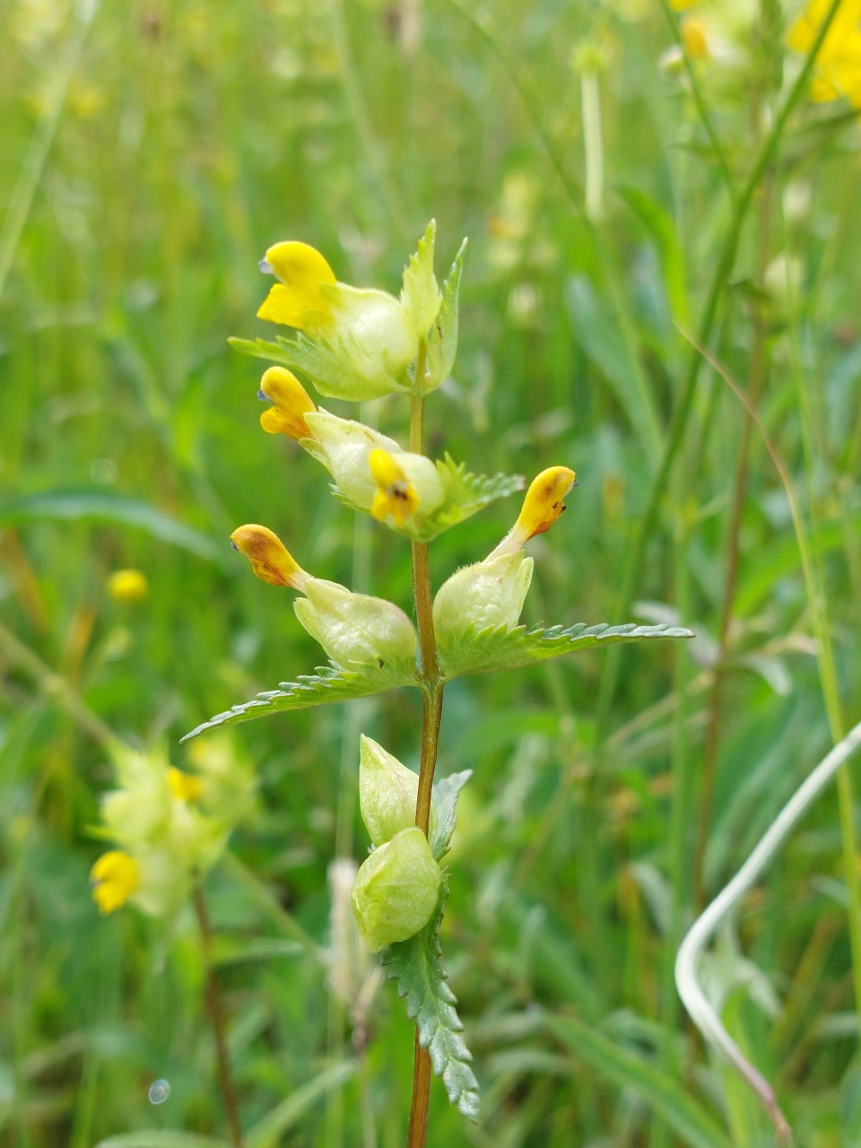 Collecting native Irish wildflower seeds » AllIreland Pollinator Plan