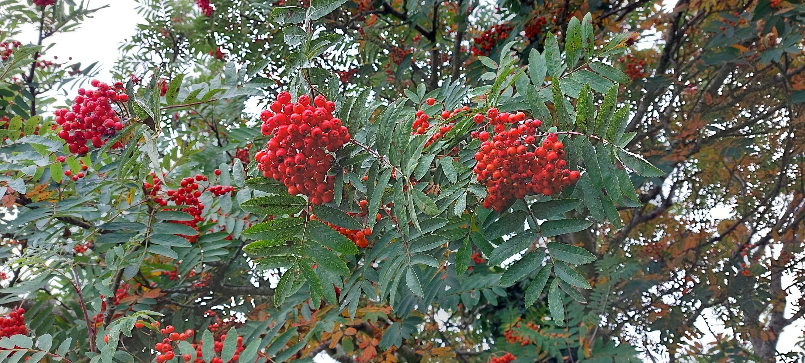 Growing Native Trees from Seed » AllIreland Pollinator Plan