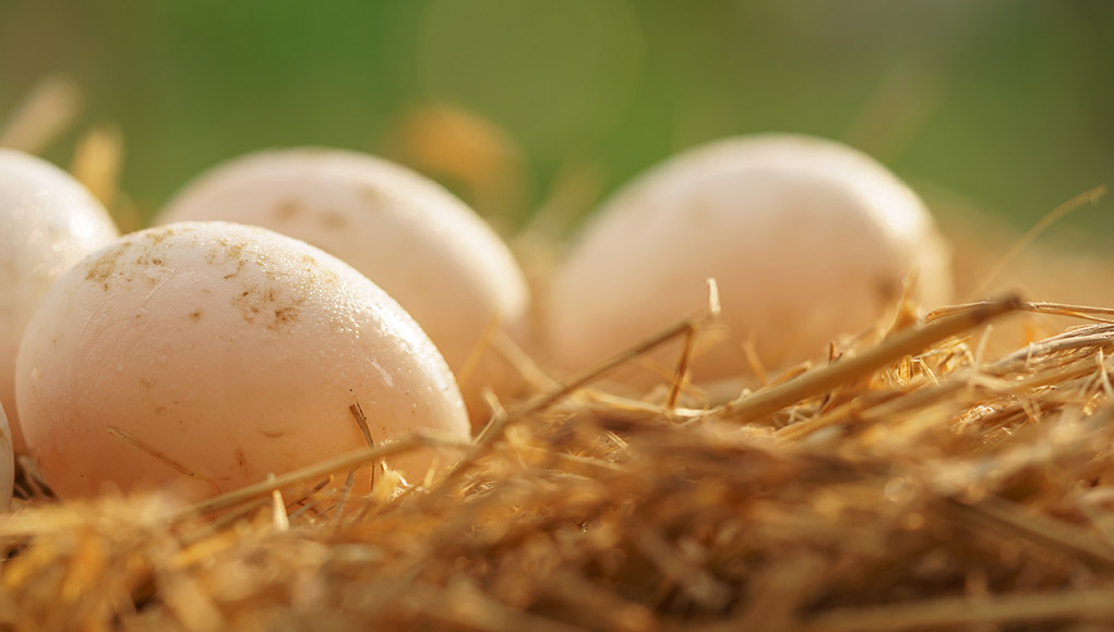 Huevos de pato [Everything There Is To Know] Guia 2024 • Pollo.info