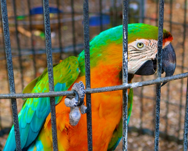 Some Exotic Captive Birds Polly Castor