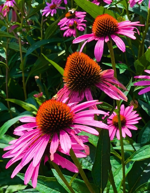 Is That a Dream or a Goal? (quote with Coneflower Photos) Polly Castor