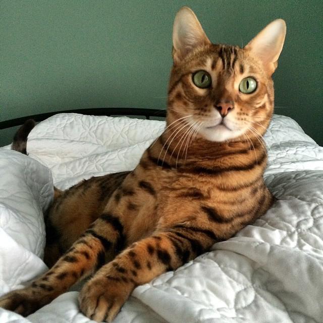 When Do Cats Stop Growing Understanding Your Household Pet S Life