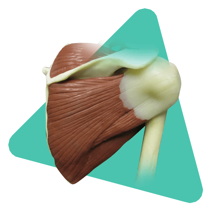 Rotator cuff repair surgery/Bicep tendon repair Polygon PT