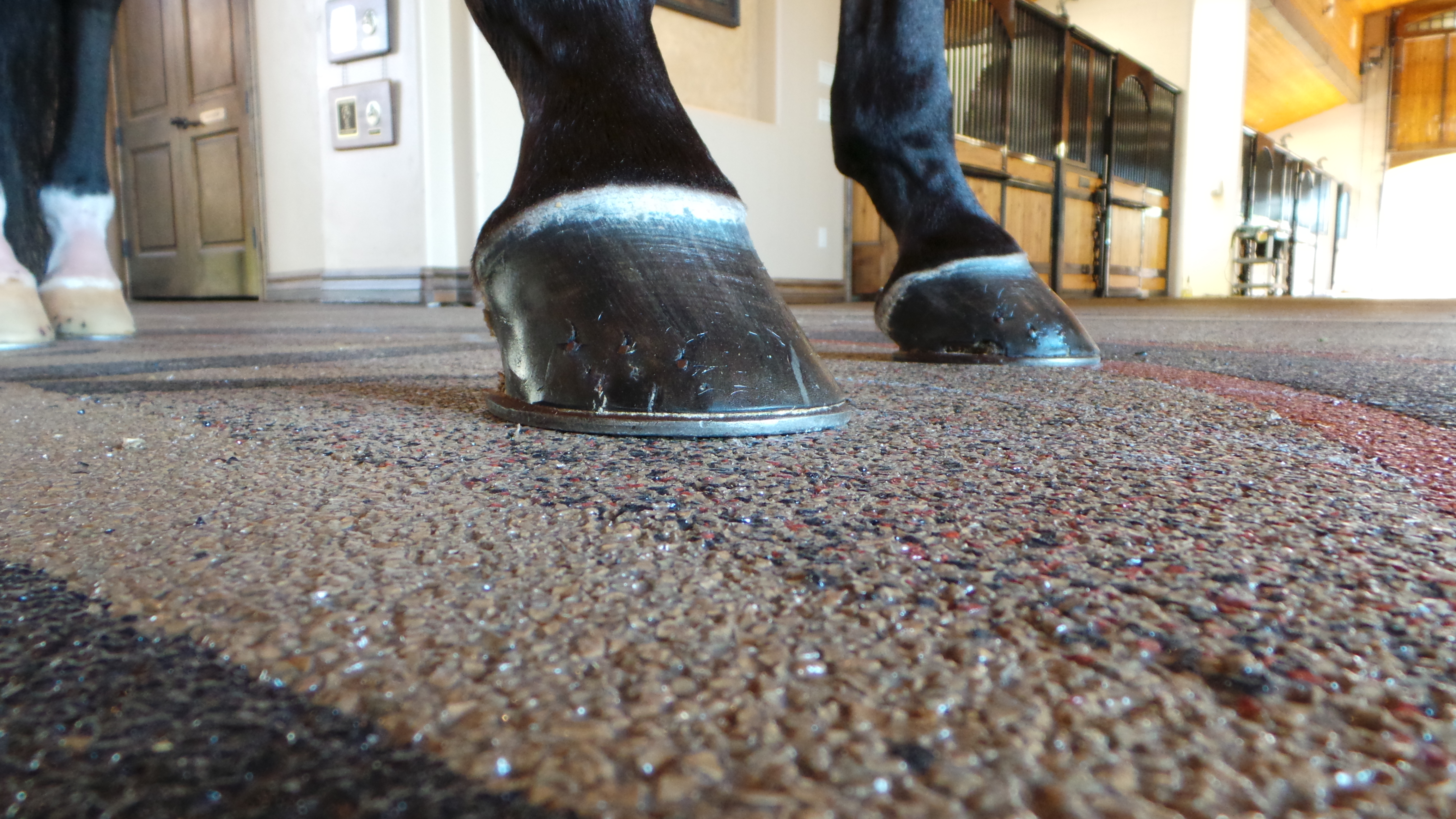 Horse on Polylast Rubber Flooring Polylast Systems