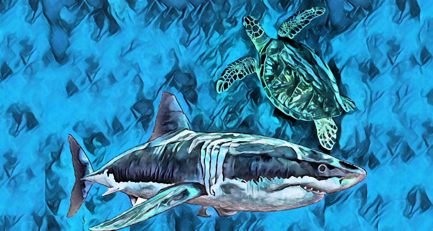 The tale of the turtle and the shark a Samoan legend