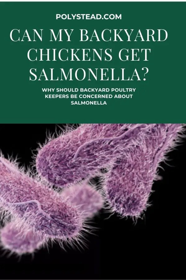 Can my backyard chickens get salmonella? Polystead