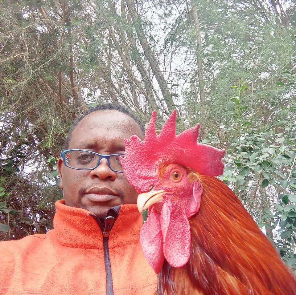 Dealing with an Aggressive Rooster How to Handle and Train Your