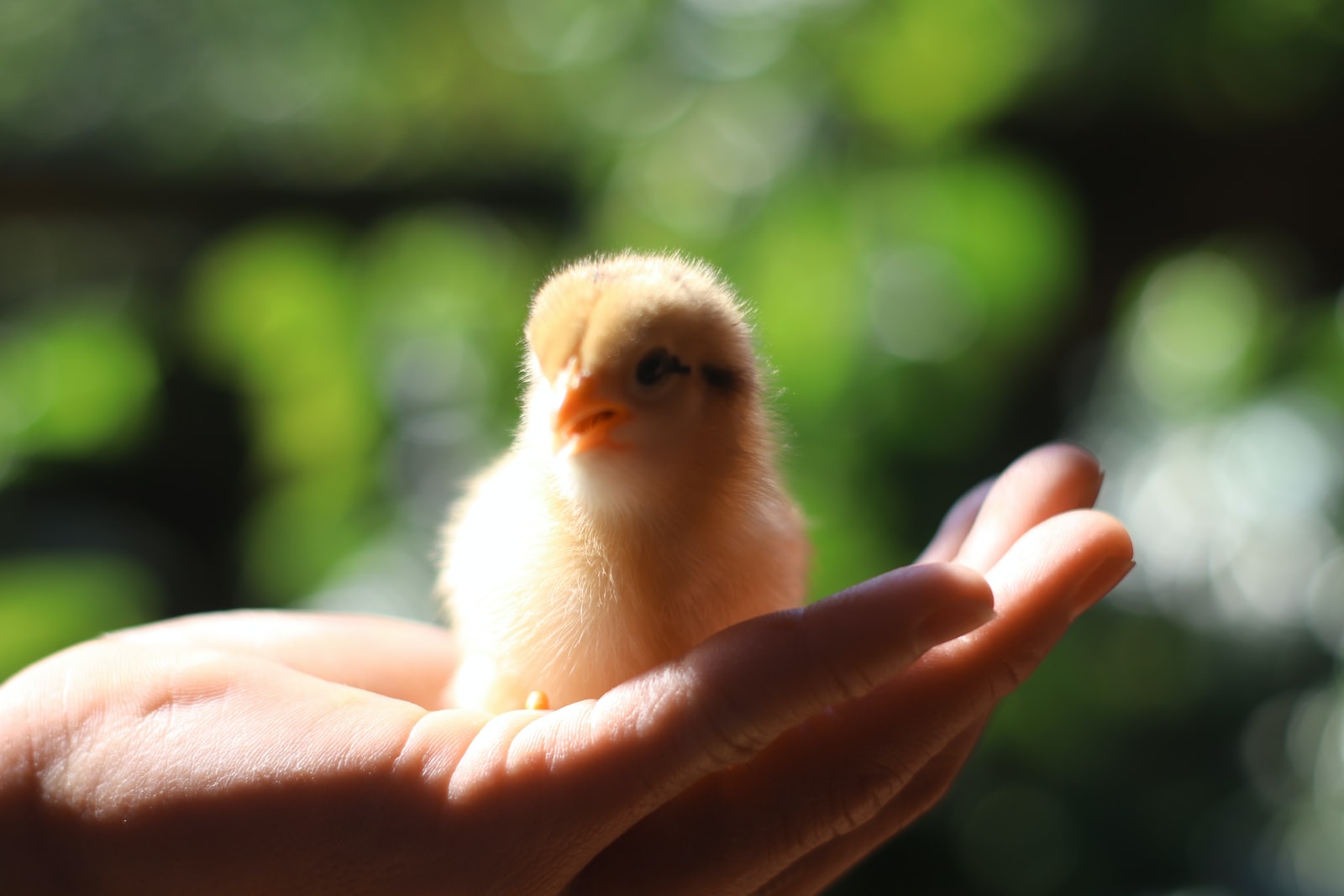 Do Chicks Chirp for Attention? Understanding Your Chick's Noises