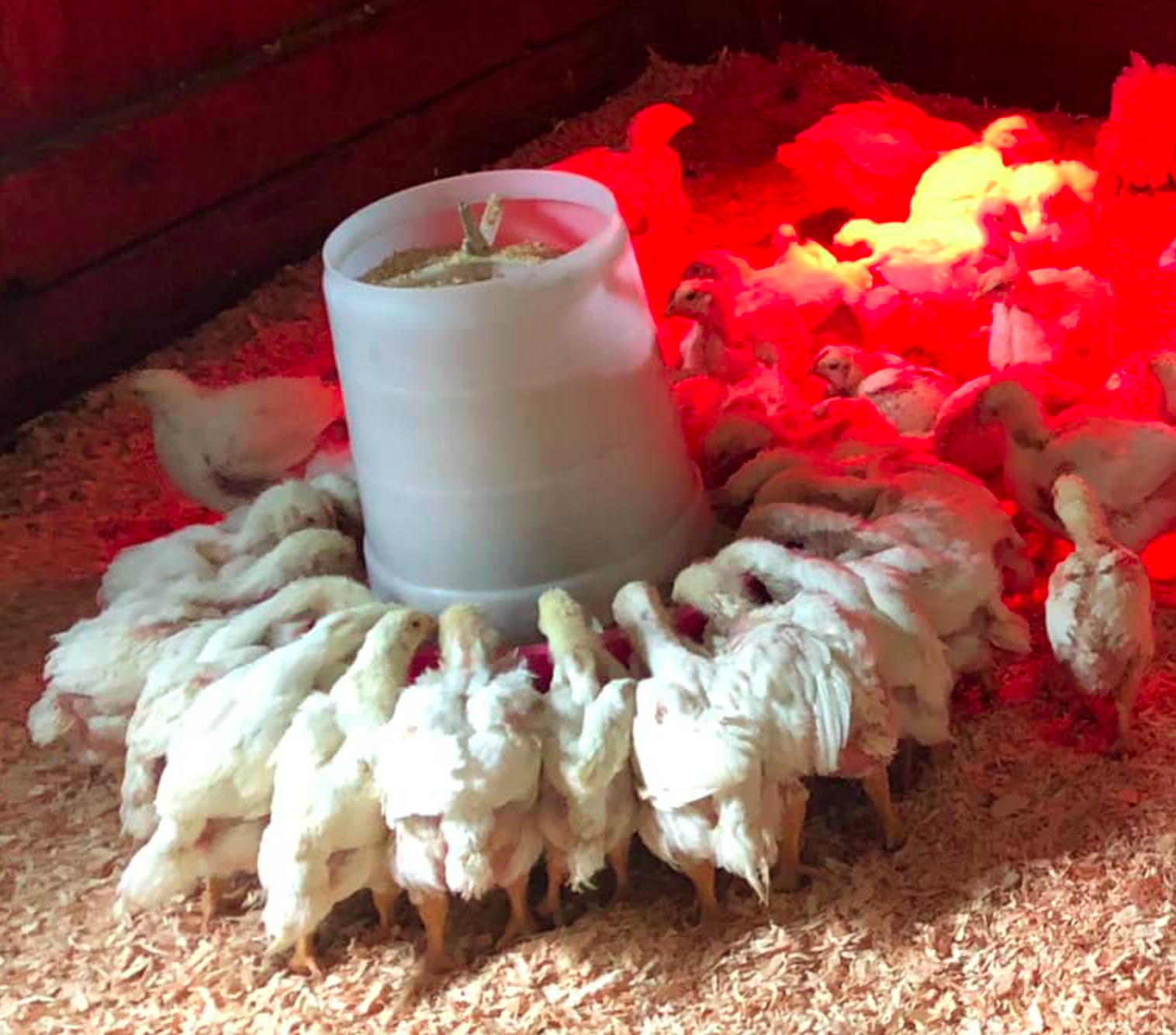 When to Provide Grit to Baby Chicks A Complete Guide. Polystead