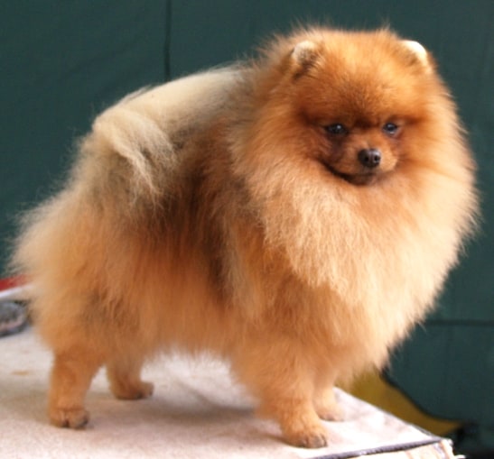 Types of Pomeranians ? Teacup Pomeranians, Miniature Pomeranians