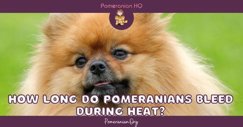 How Long Will A Dog Bleed