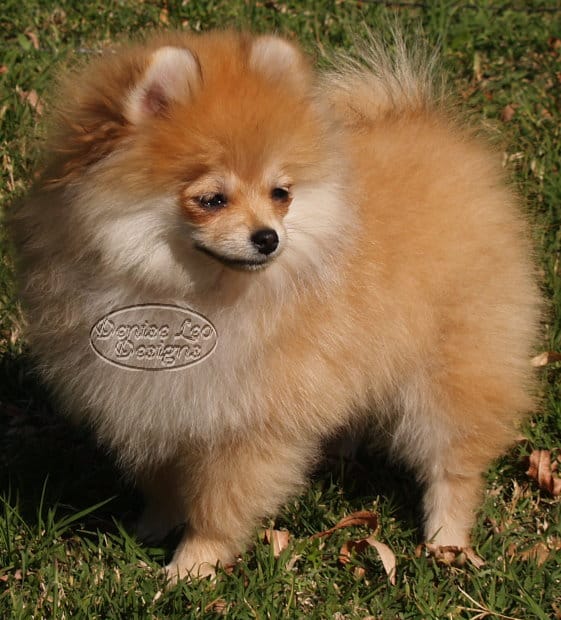 How to Potty Train a Pomeranian Pomeranian Australia