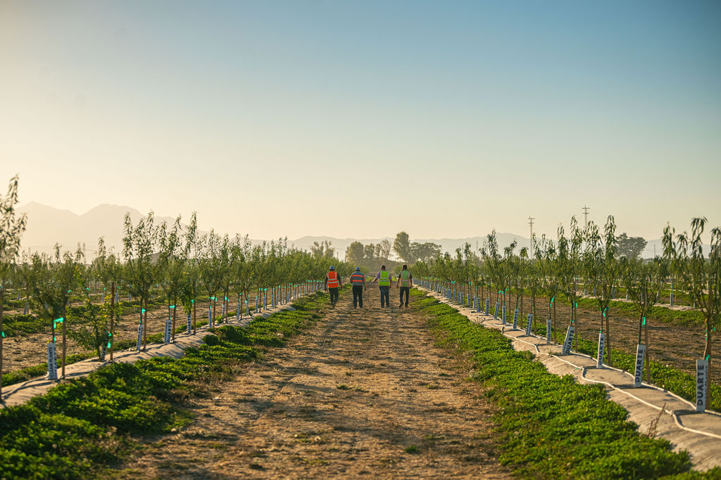 Pomona Farming Earns Gold Benchmark Equivalence under the SAI Farm