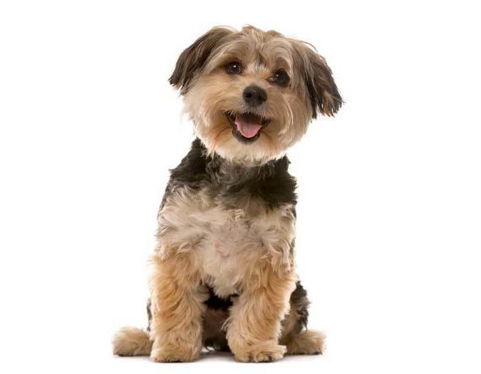 Pomona West Apartments PetFriendly Student Apartments in Chico