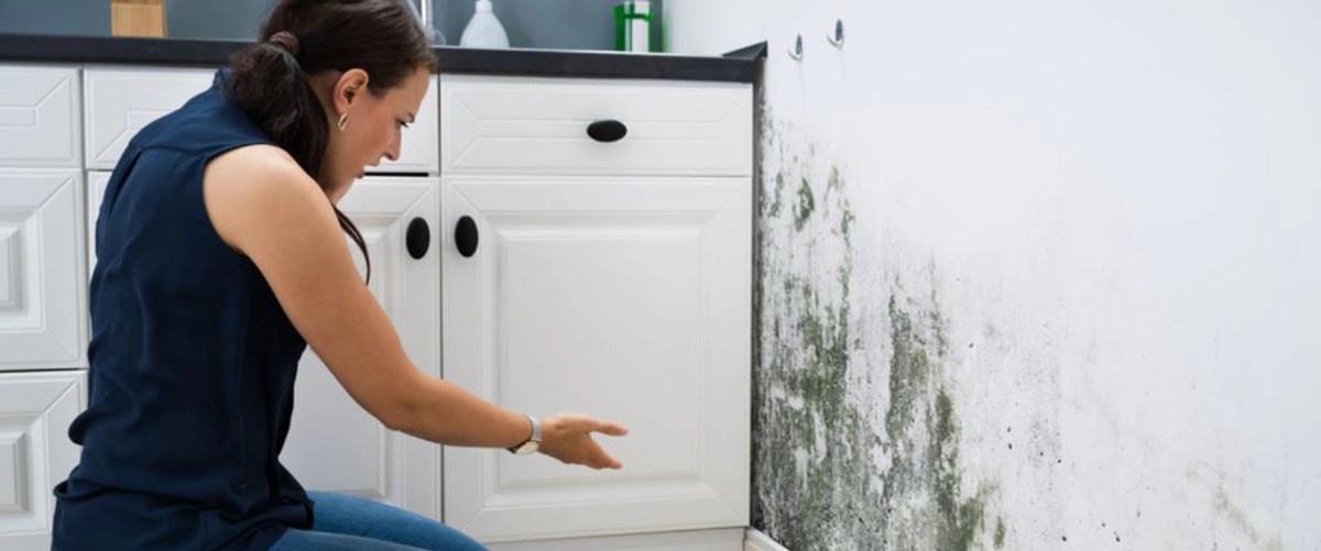 Ultimate Guide Protect Your Property from Mould and Moisture Blog