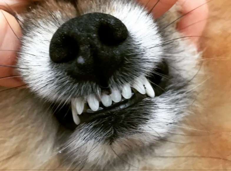 How Long Do Puppies Lose Teeth