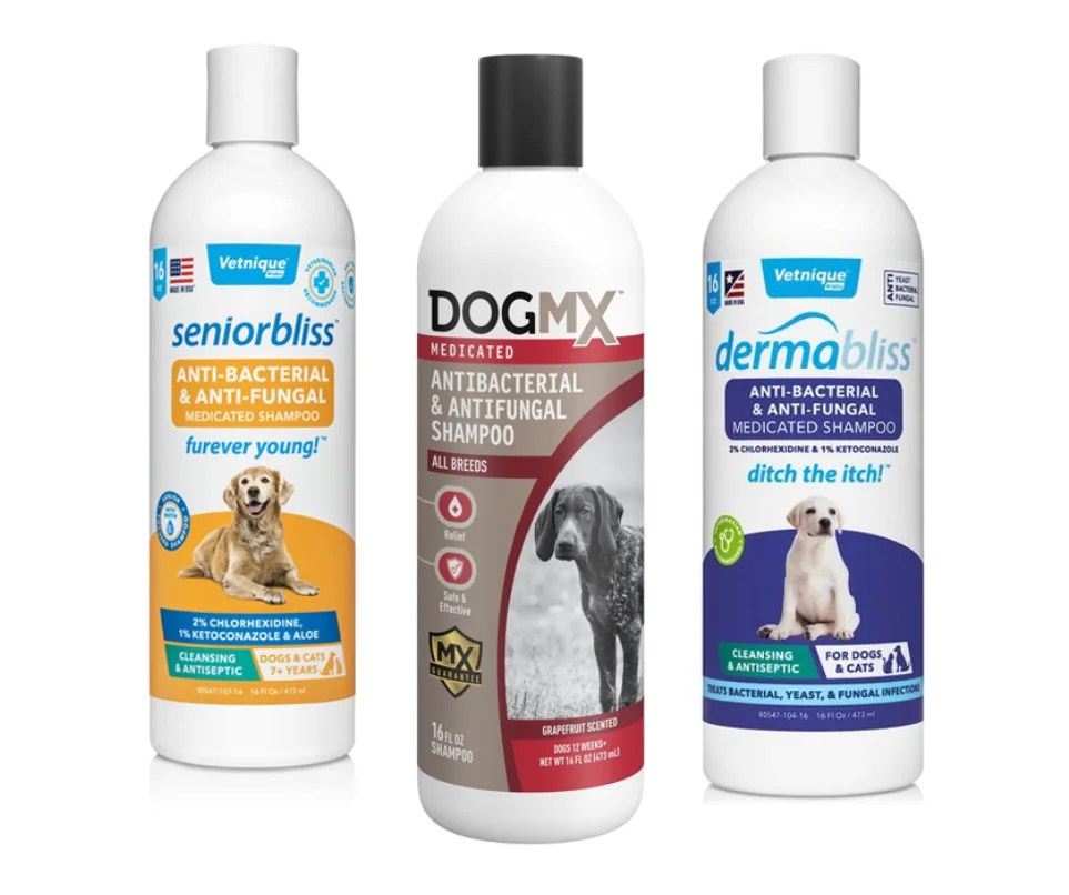 How to Get Pomeranian Hair to Grow Back PomsCare