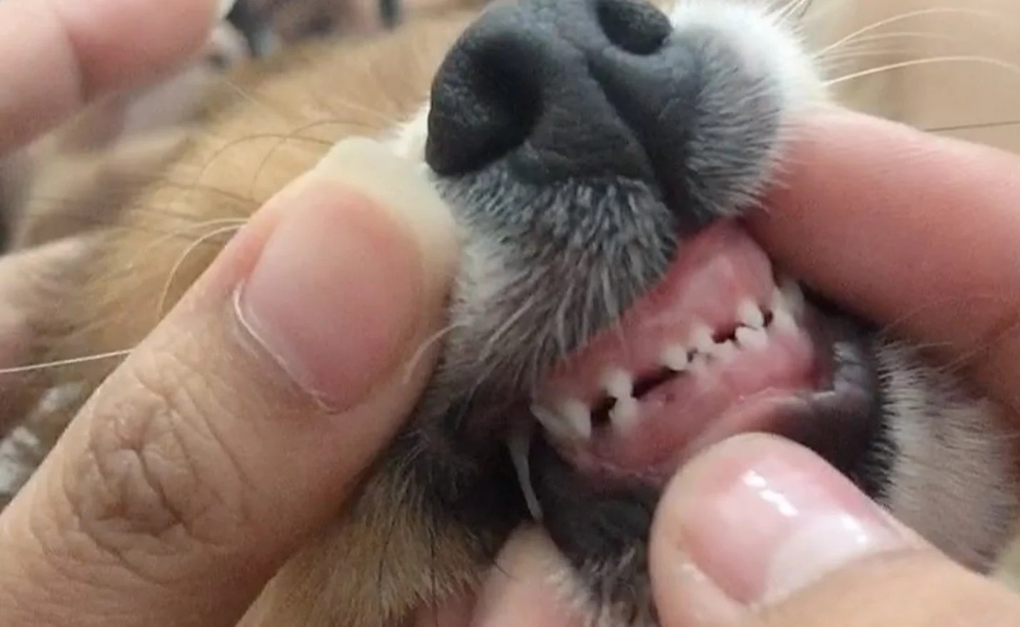 Pomeranian Teeth Types, Dental Problems, Brushing