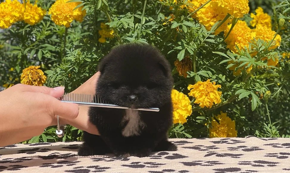 Black Pomeranians Appearance, Care, Breeding