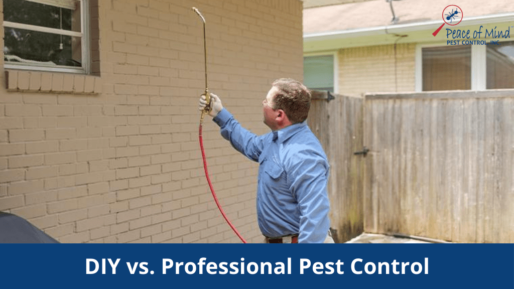 DIY vs. Professional Pest Control in Modesto, CA