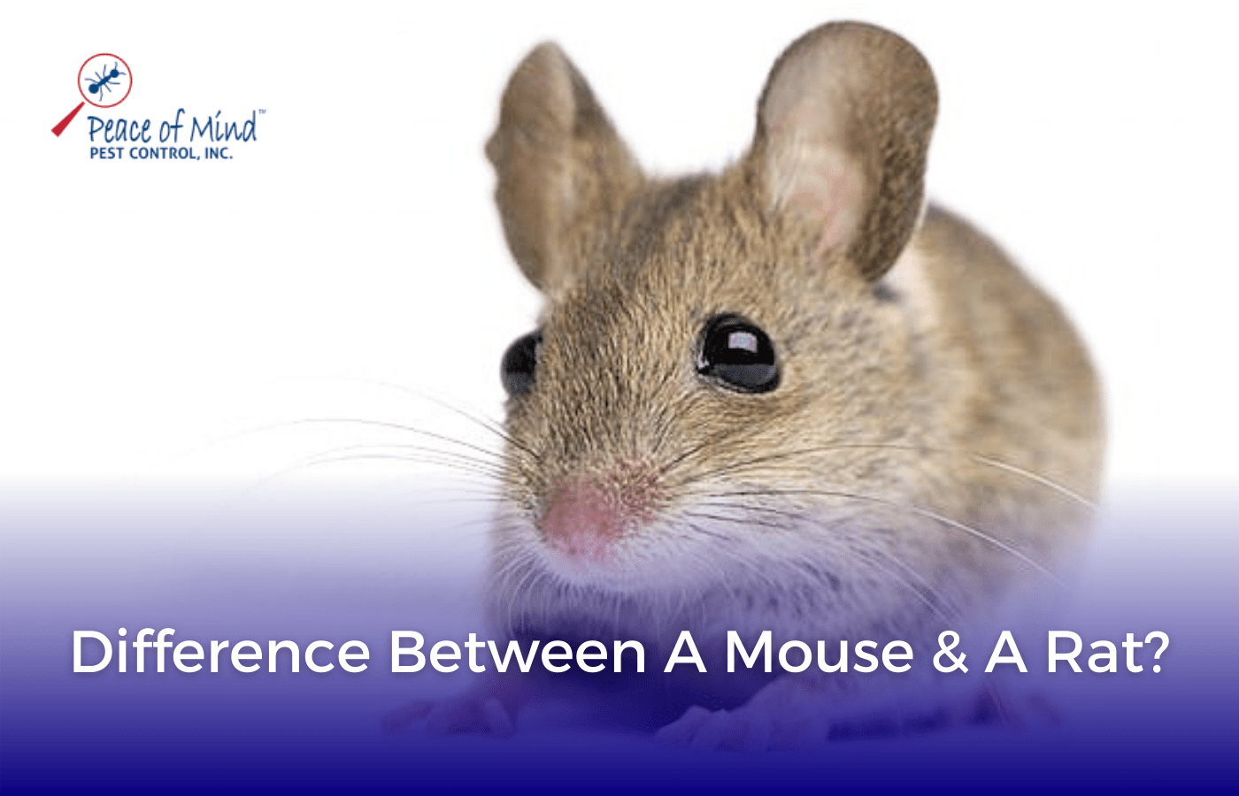 Difference Between a Mouse and a Rat Peace of Mind Pest Control